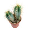 Pilosocereus_azureus